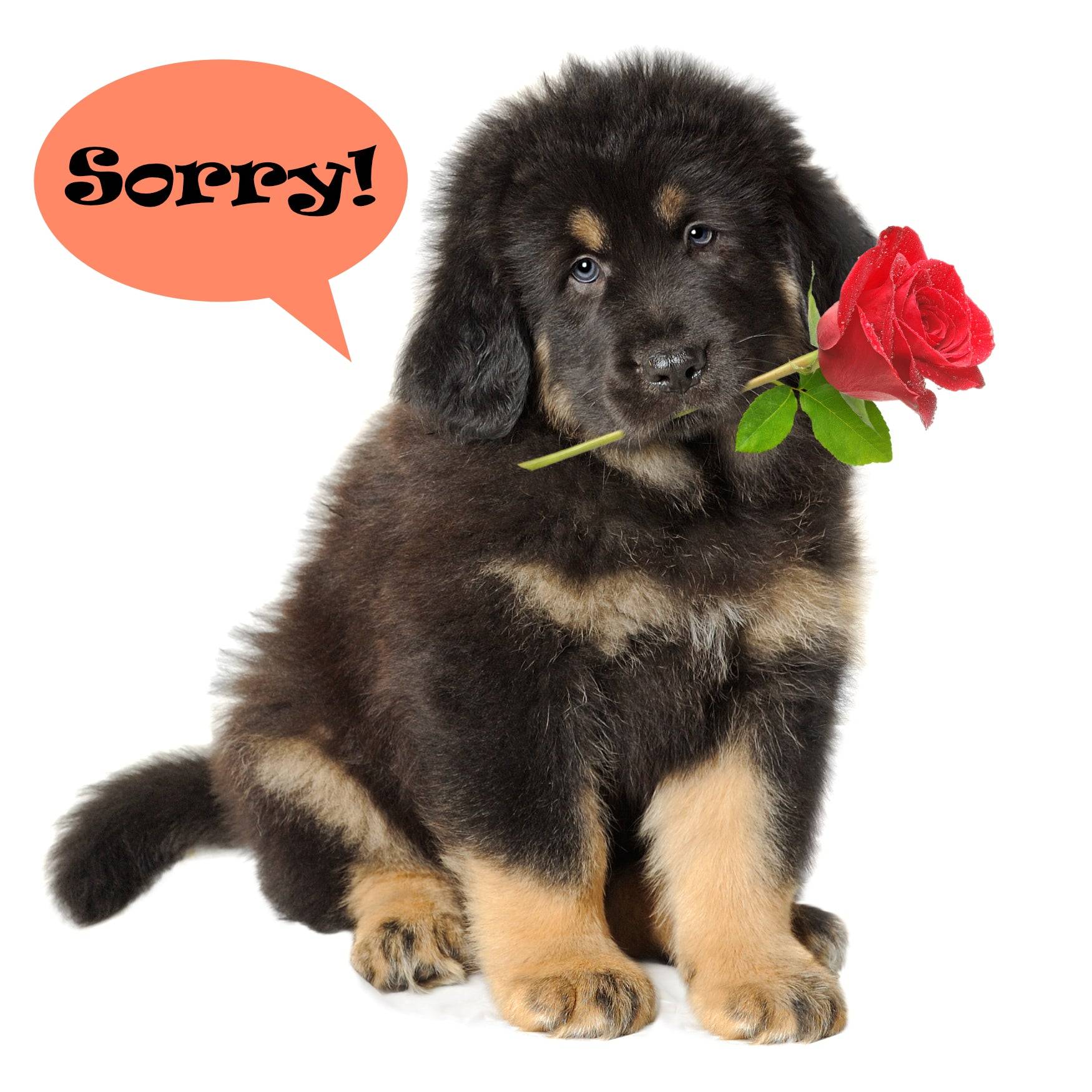 Sorry Gin and Tonic Gift Set Cocktail Gift Set